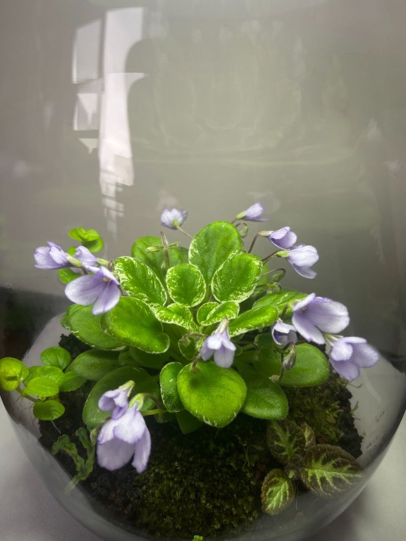 African Violet