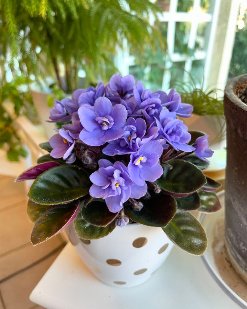 African Violet