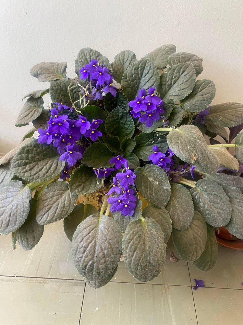 African Violet