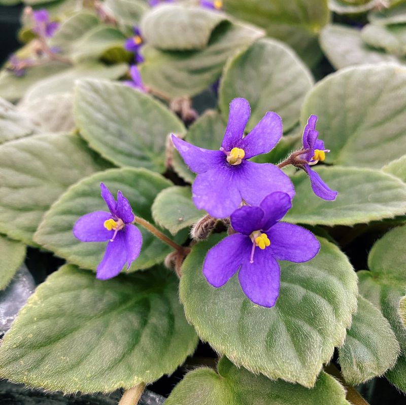 African Violet (Saintpaulia)