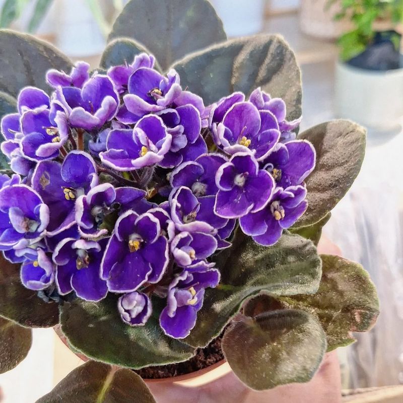 African Violet