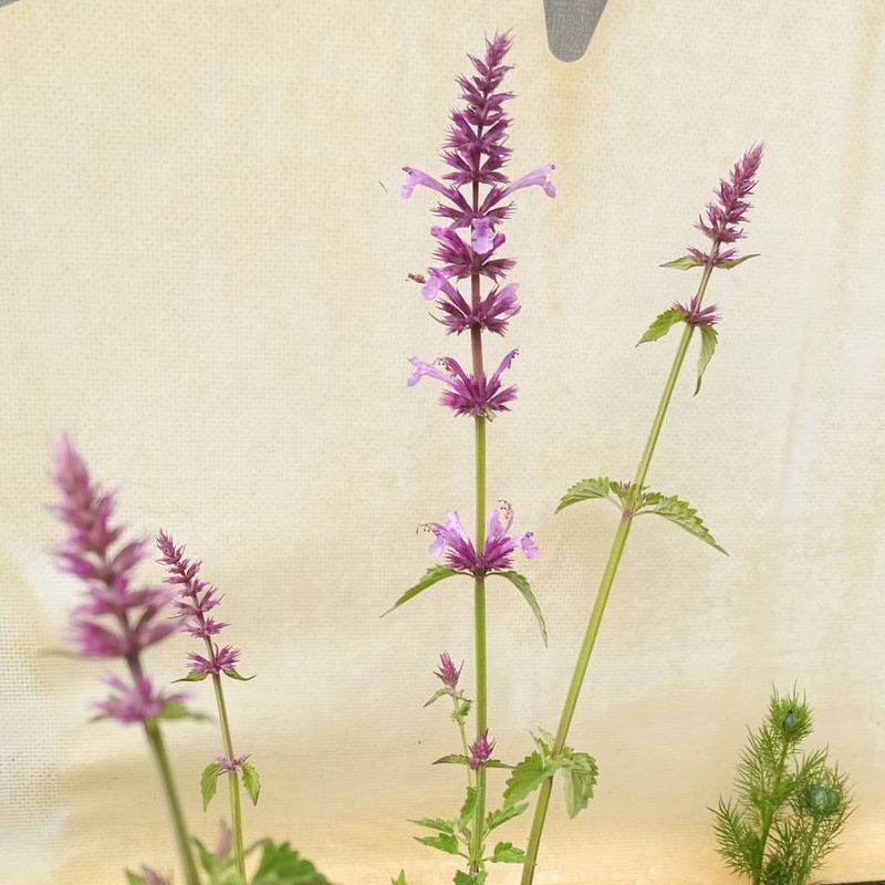 Agastache