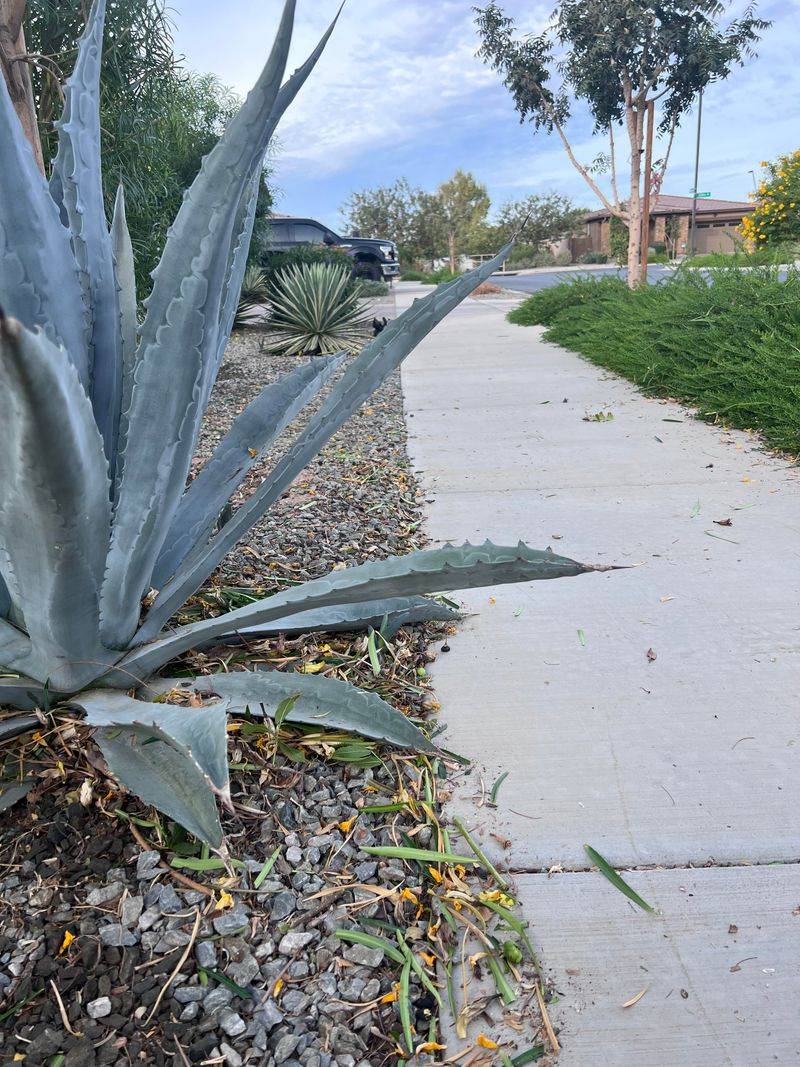 Agave