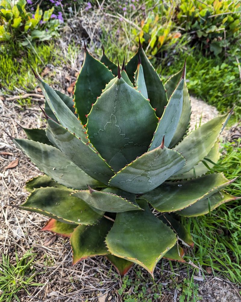 Agave