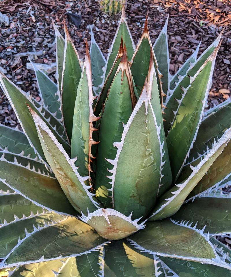 Agave