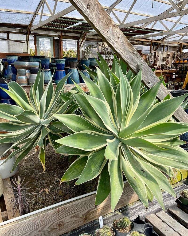 Agave Attenuata