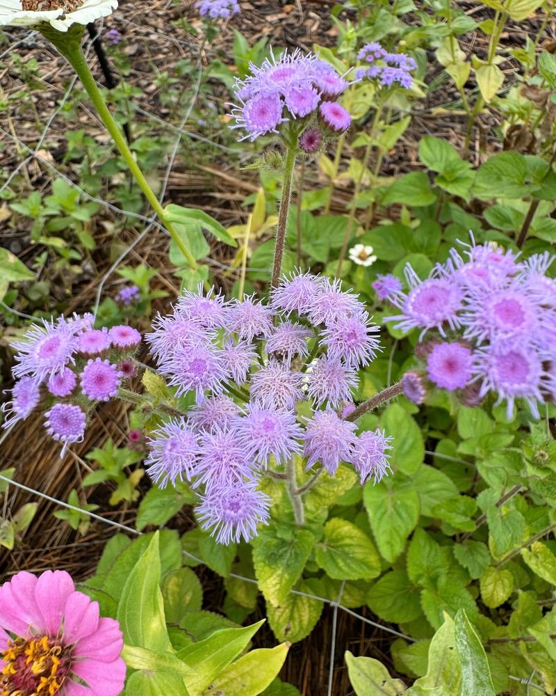 Ageratum