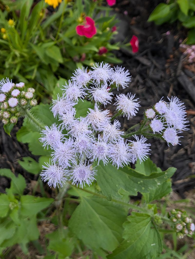 Ageratum