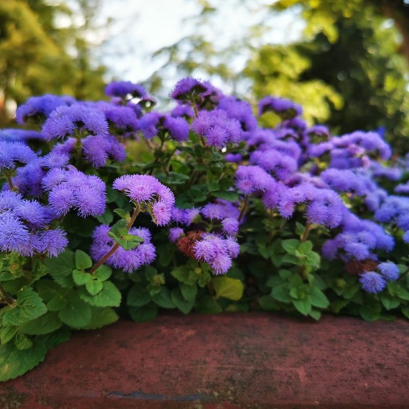 Ageratum