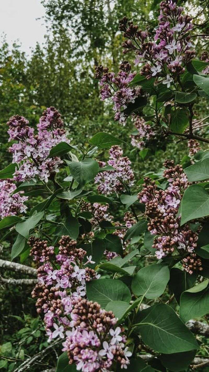 Aging Bushes