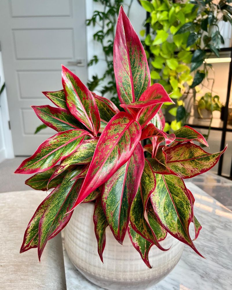 Aglaonema