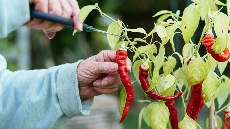 Aids in Nutrient Distribution