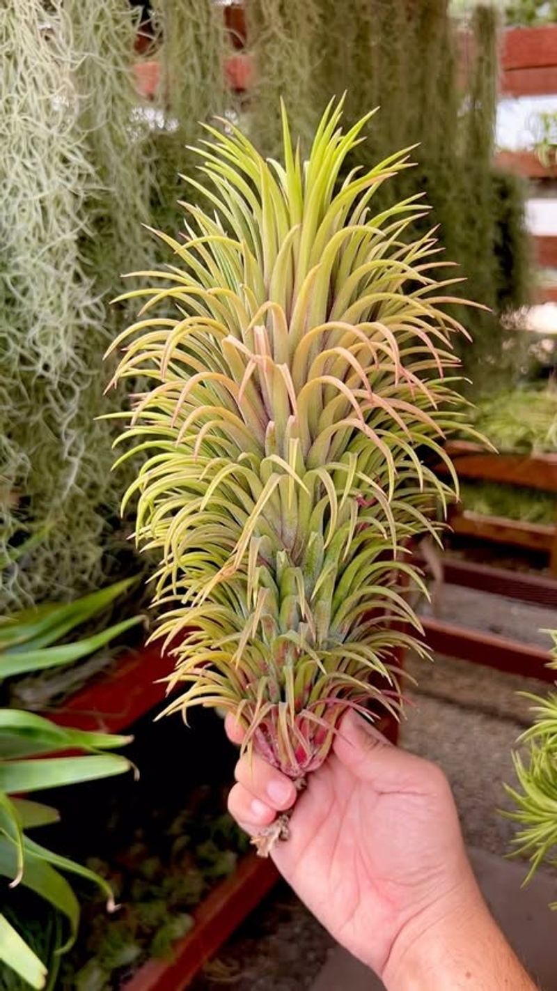 Air Plant