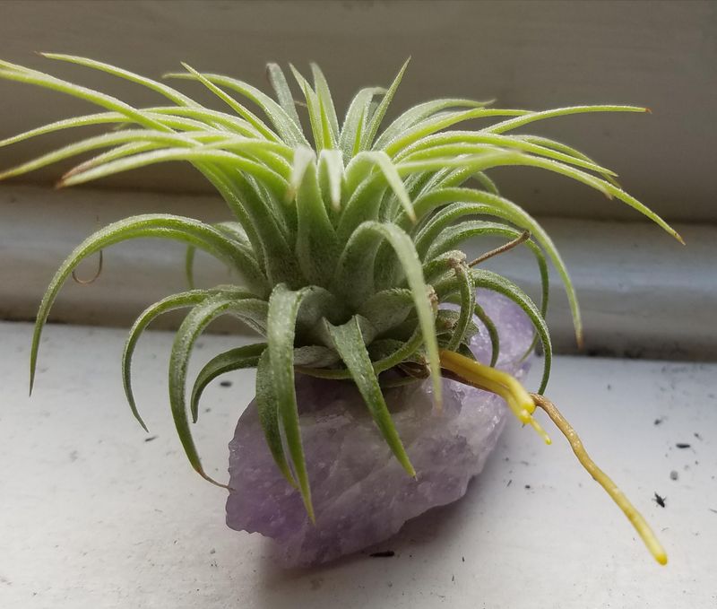 Air Plant