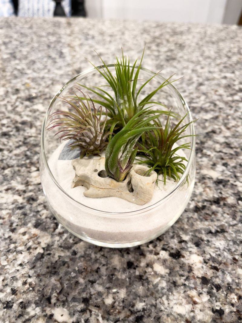 Air Plant