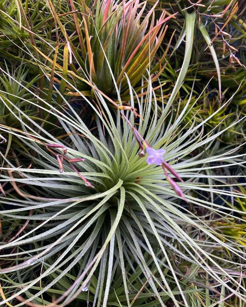 Air Plant