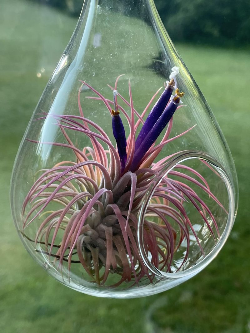 Air Plant