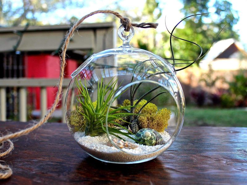 Air Plant (Tillandsia)