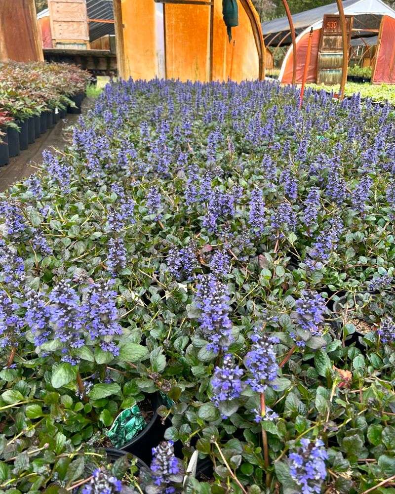 Ajuga