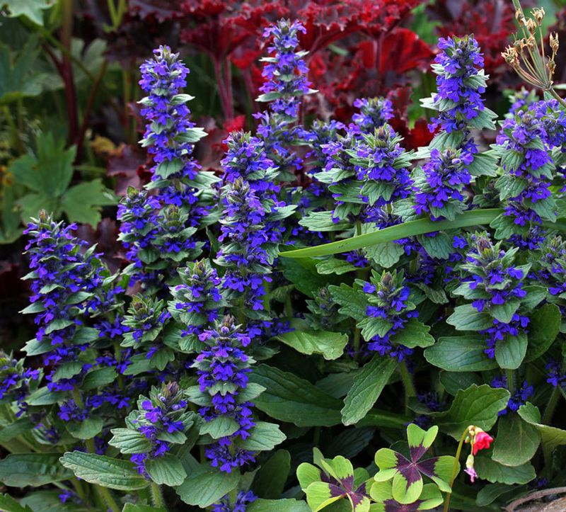 Ajuga