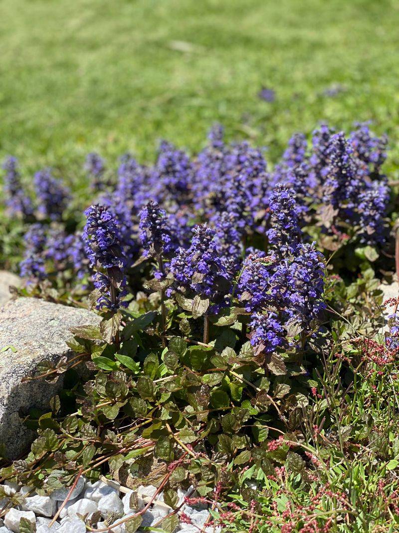 Ajuga