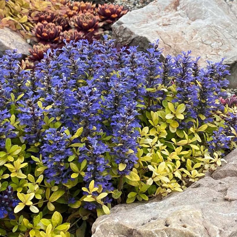 Ajuga