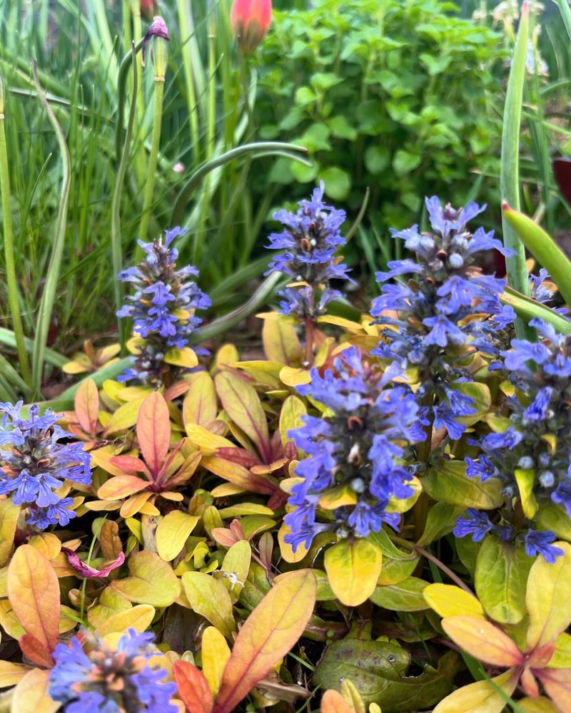 Ajuga