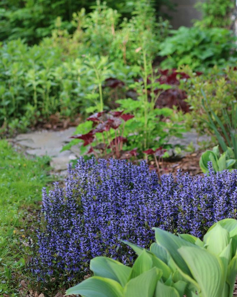 Ajuga Adventure