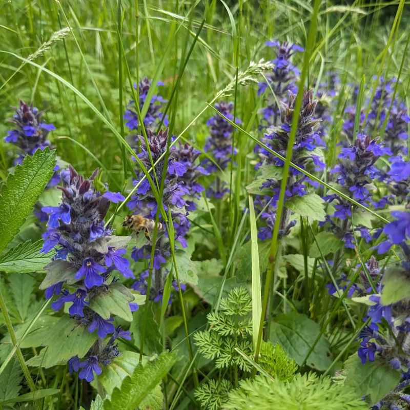 Ajuga Reptans