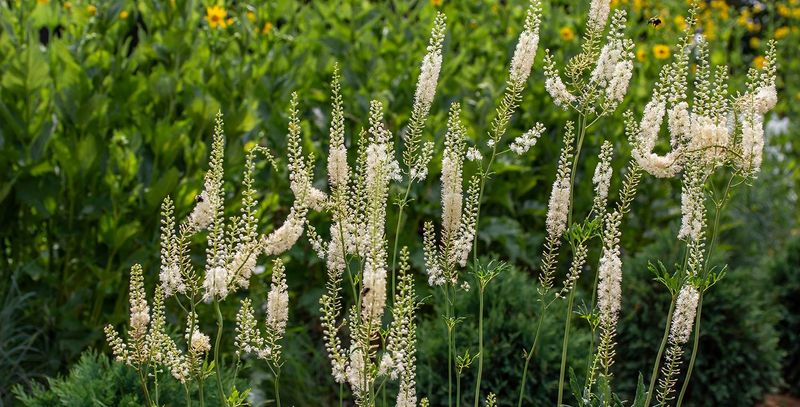 Alabama: Black Cohosh