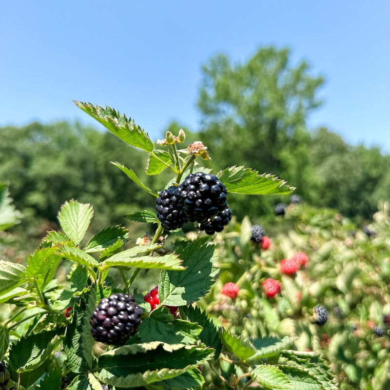 Alabama: Blackberry