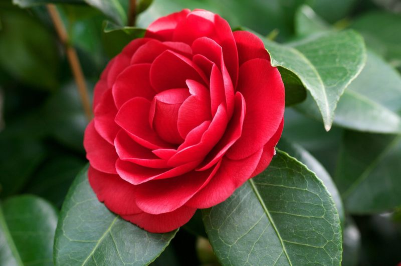 Alabama: Camellia