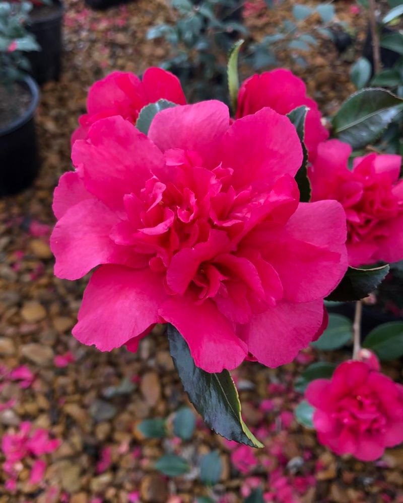 Alabama - Camellia