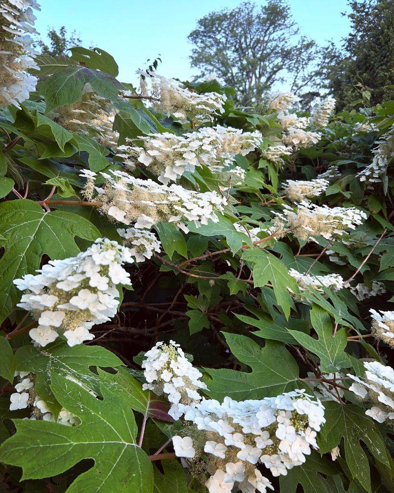 Alabama: Oak-Leaf Hydrangea