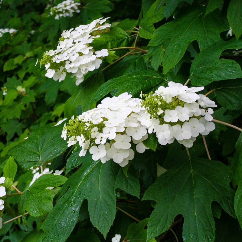 Alabama - Oakleaf Hydrangea