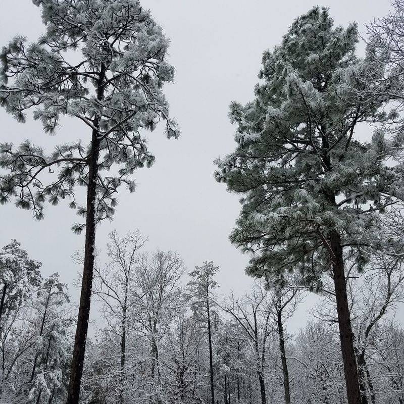 Alabama: Southern Longleaf Pine