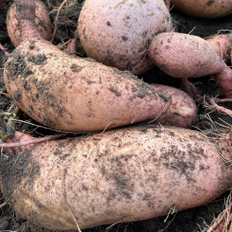 Alabama: Sweet Potato