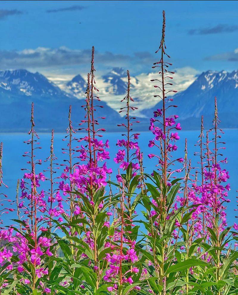 Alaska: Fireweed