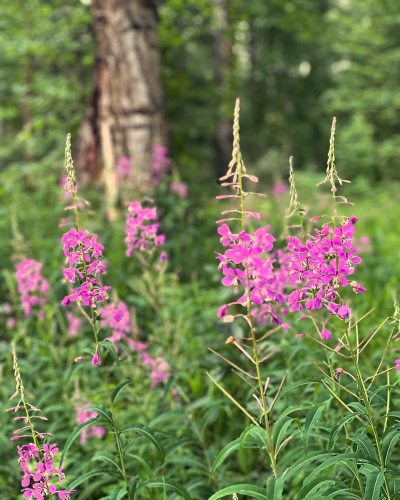 Alaska: Fireweed