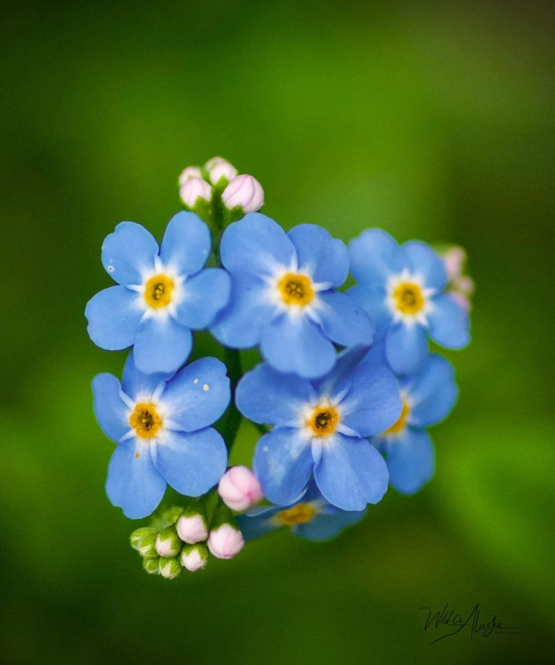 Alaska: Forget-Me-Not