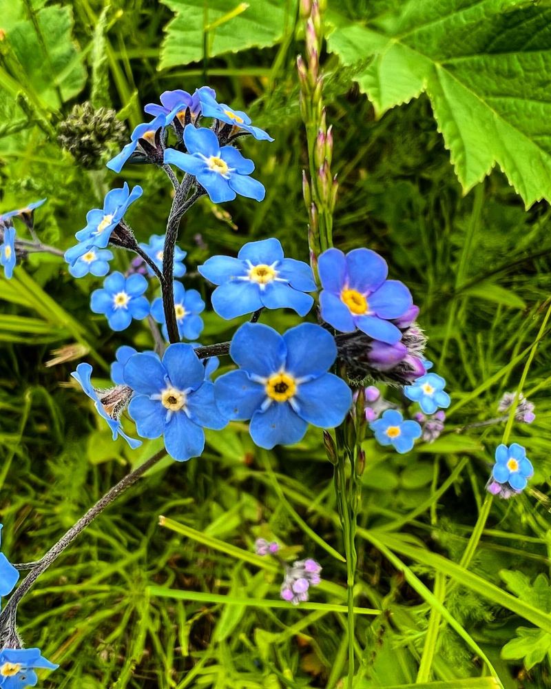 Alaska - Forget-Me-Not