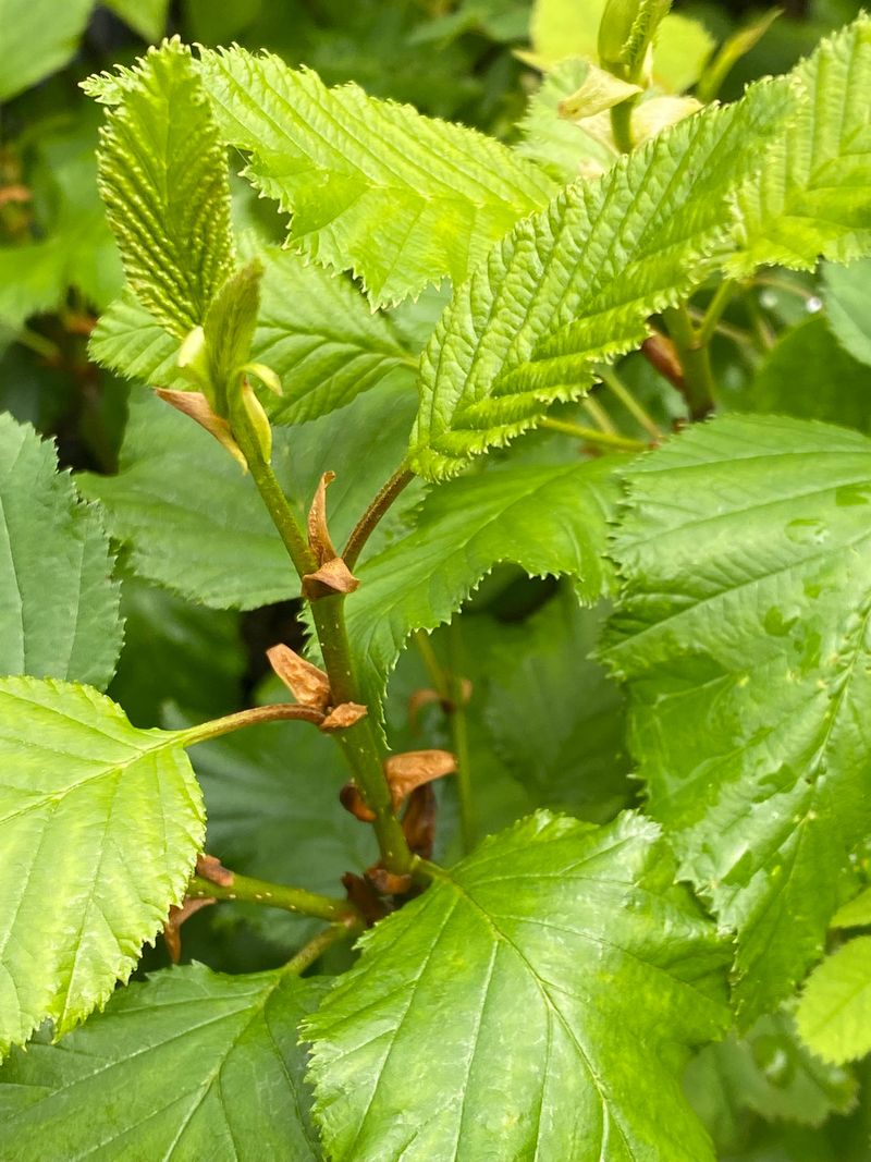 Alaska - Sitka Alder