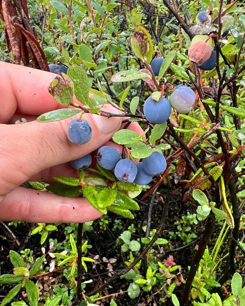 Alaska: Wild Blueberry