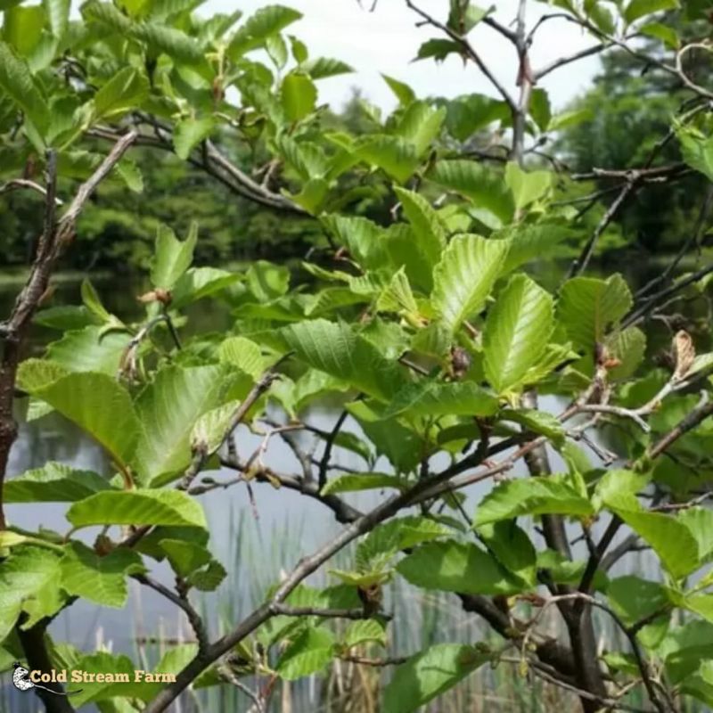 Alder Tree