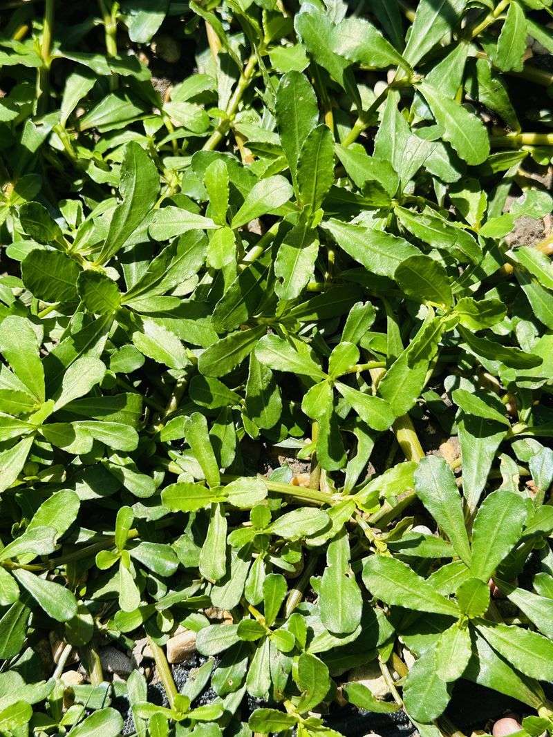 Alligator Weed