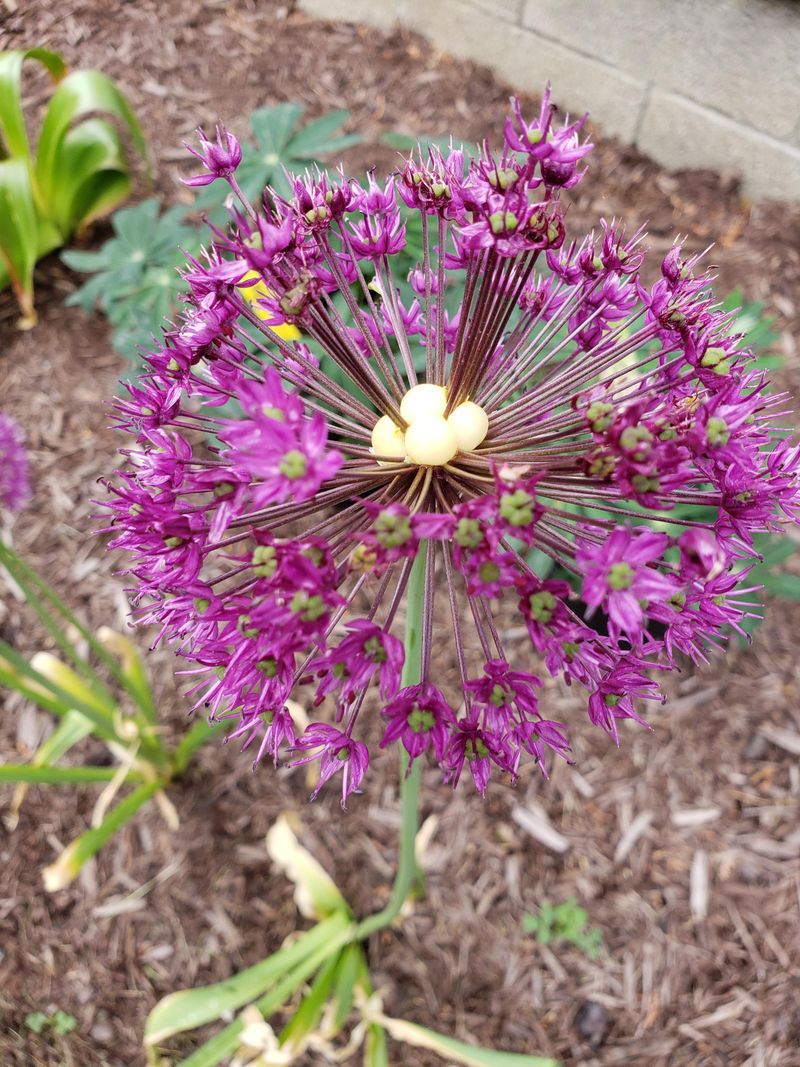 Allium