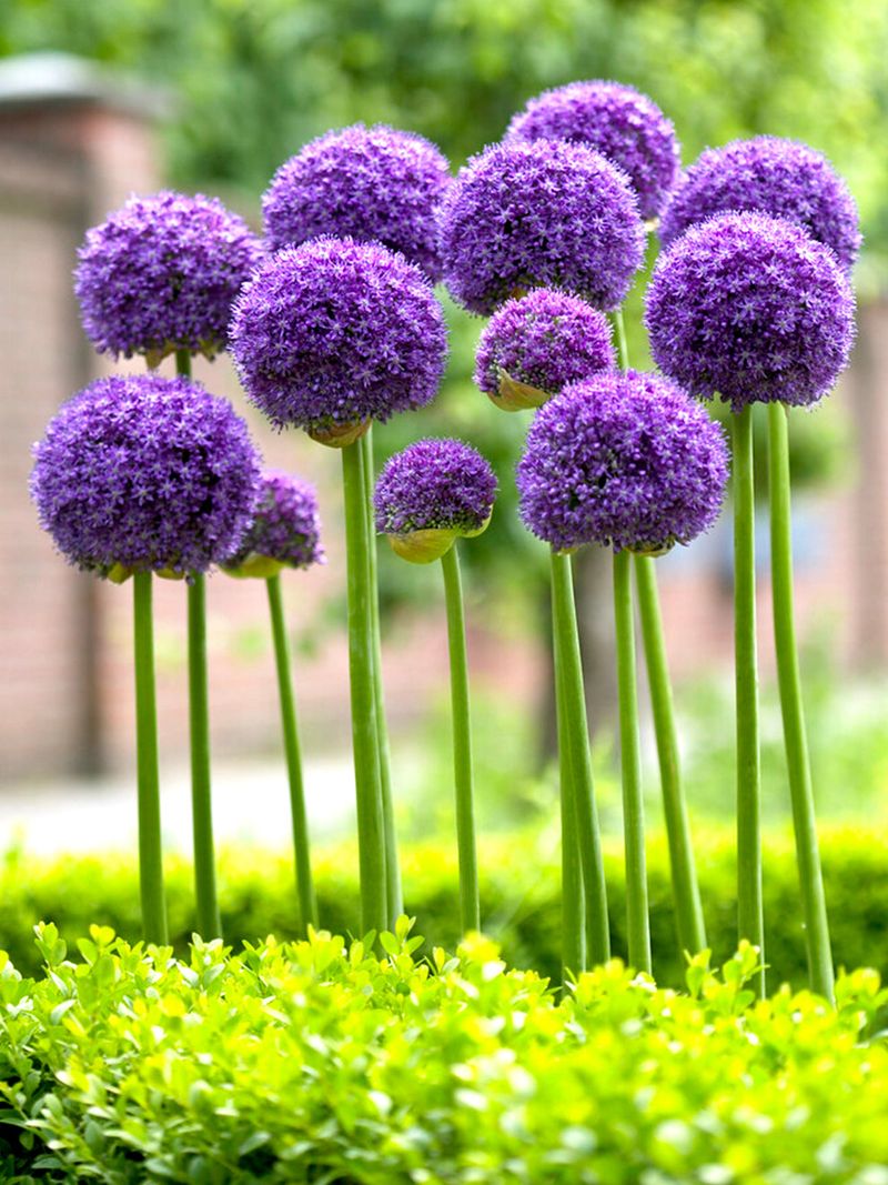 Allium