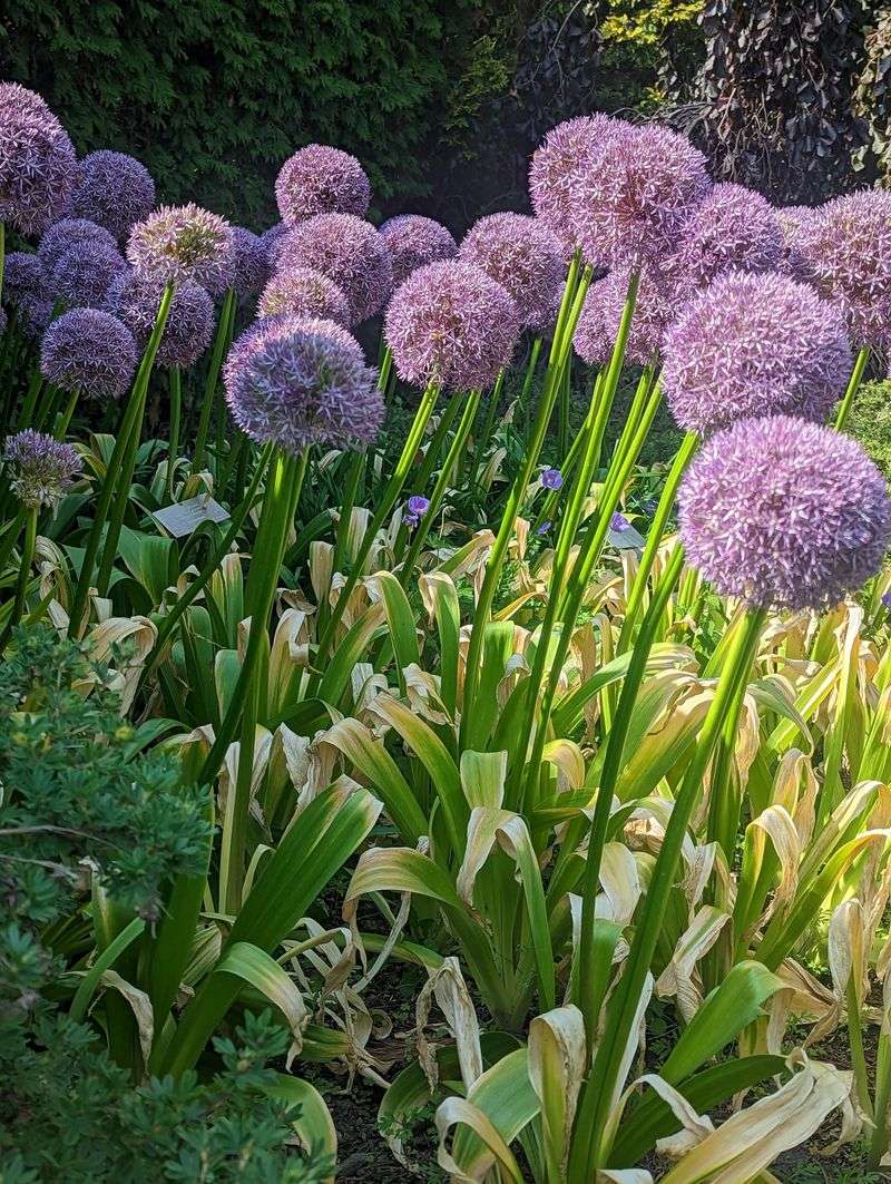 Allium