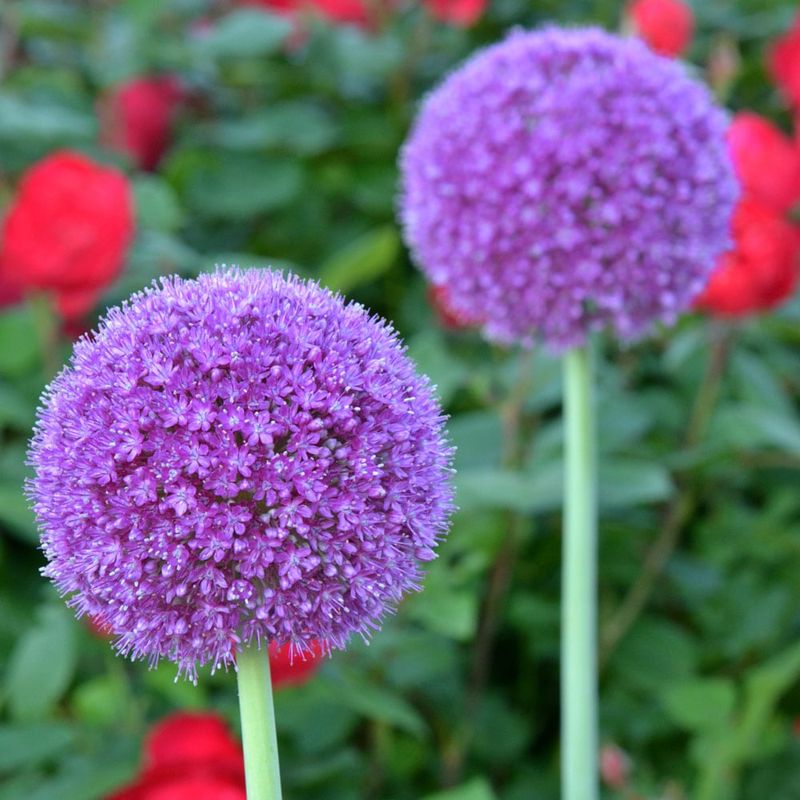 Allium Flowers