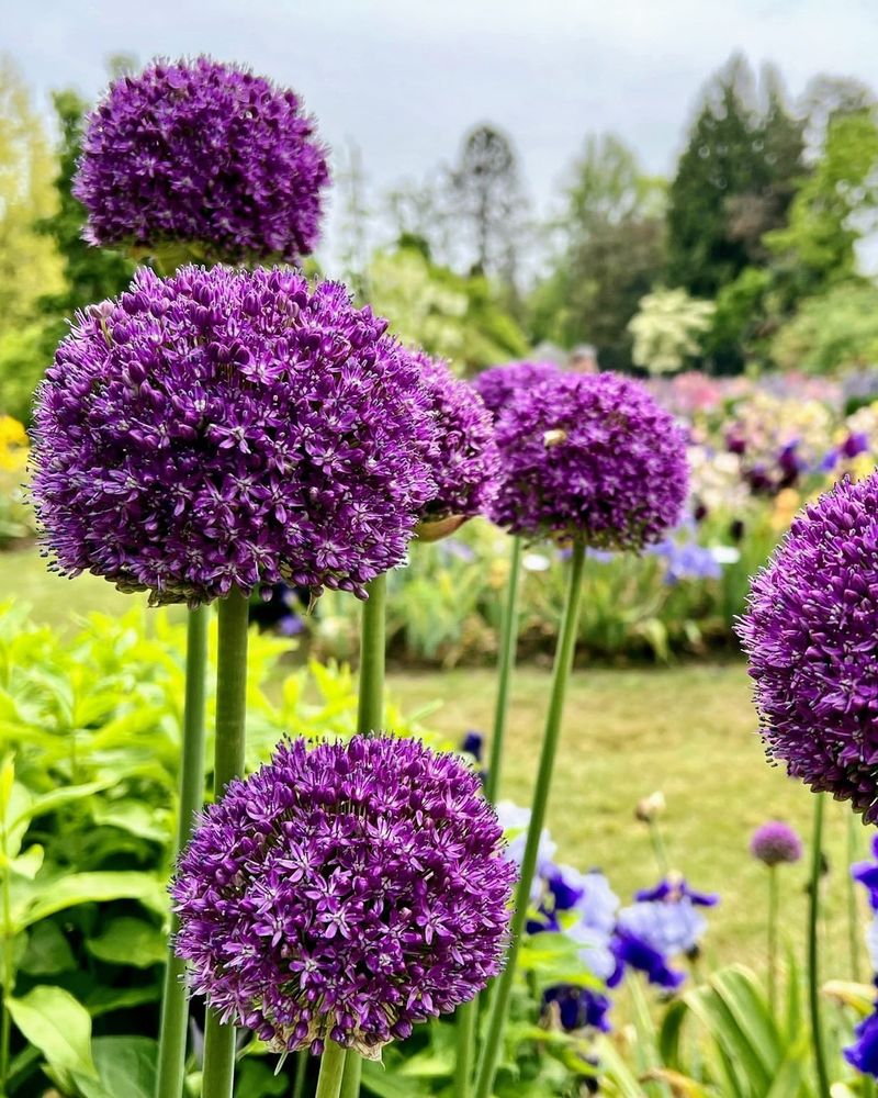 Alliums